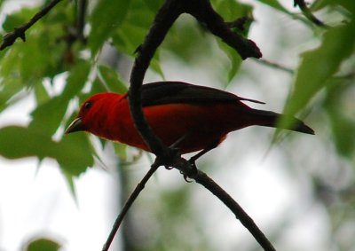 Scarlet Tanager