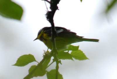 Magnolia Warbler