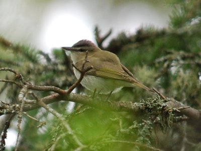 Red-Eyed Vireo