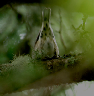 Black-and-White Warbler