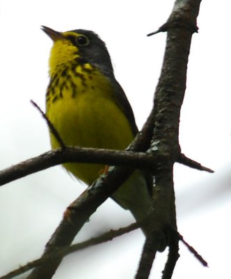 Canada Warbler