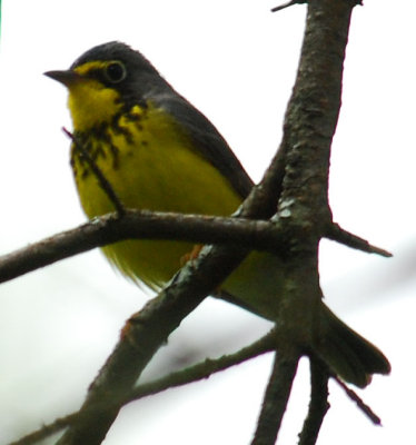 Canada Warbler