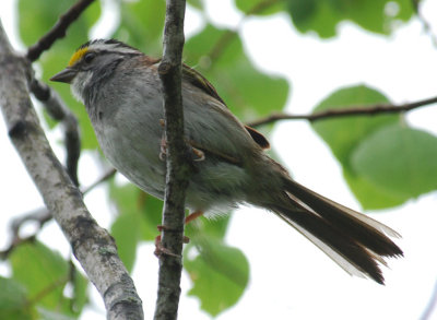 White-Throated Sparrow