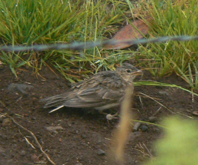 Eurasian Skylark