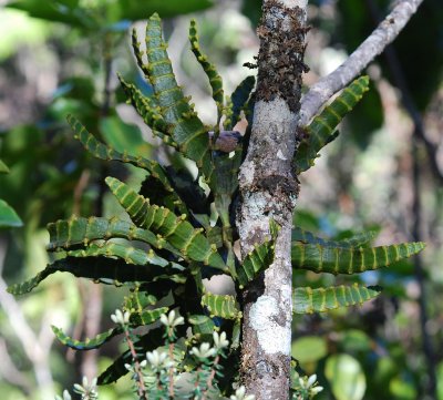 Viscaceae (Mistletoes) - Hulumoa