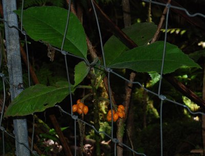 Cyanea Pilosa