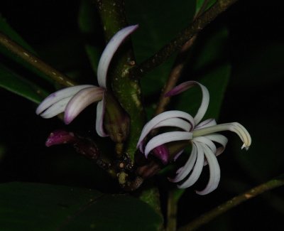 Clermontia Parviflora Flowers