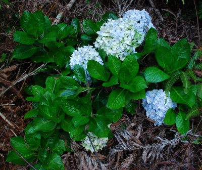 Horticultural hydrangea