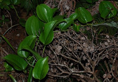 Smilacaceae (Greenbriar Family) - Hoi Kuahiwi (smilax)