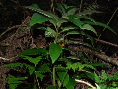 Cyanea Floribunda