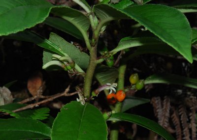 Cyanea Floribunda