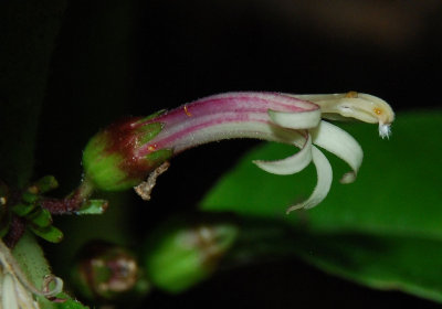 Cyanea Floribunda