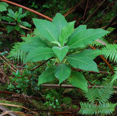 Cyanea Pilosa & Cyanea Floribunda