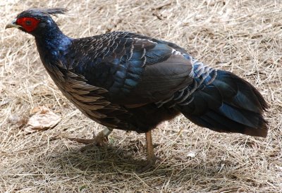 Male Kalij Pheasant
