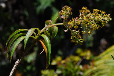 Dubautia Plantaginea Flowers