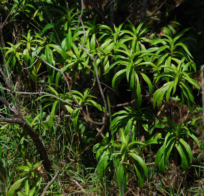 Dubautia Plantaginea Foliage