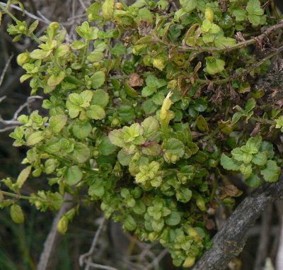 S. Microphylla