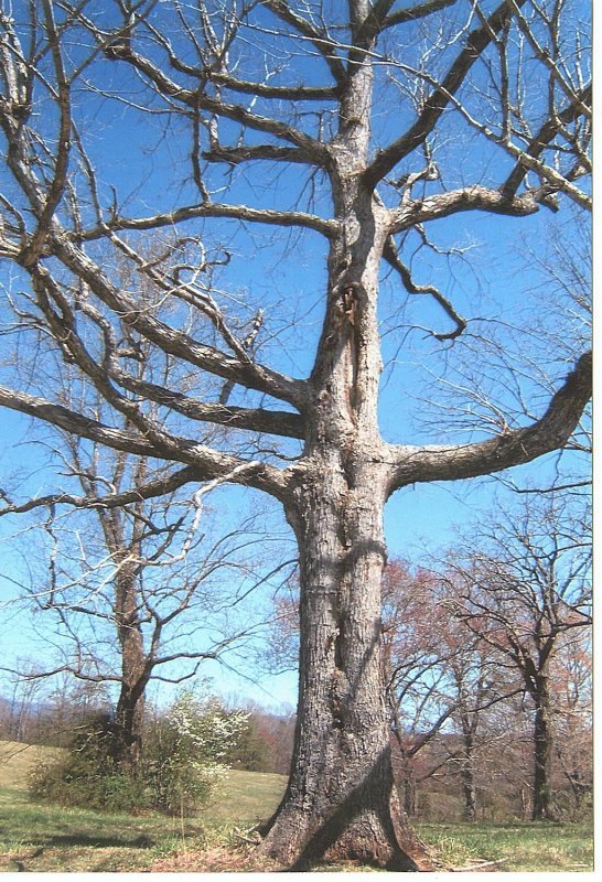 Praying Tree    Arms Uplifited