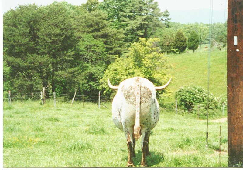Mooin Away
