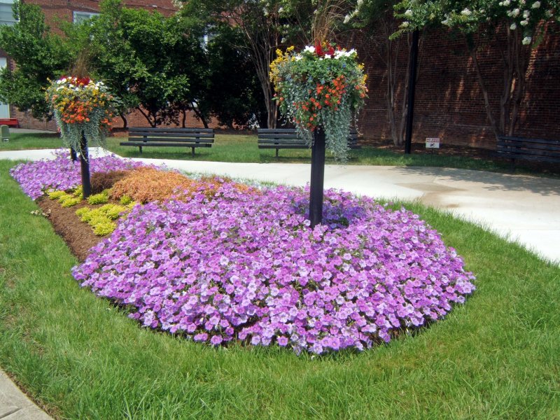  ~  Mayberry flowers ~