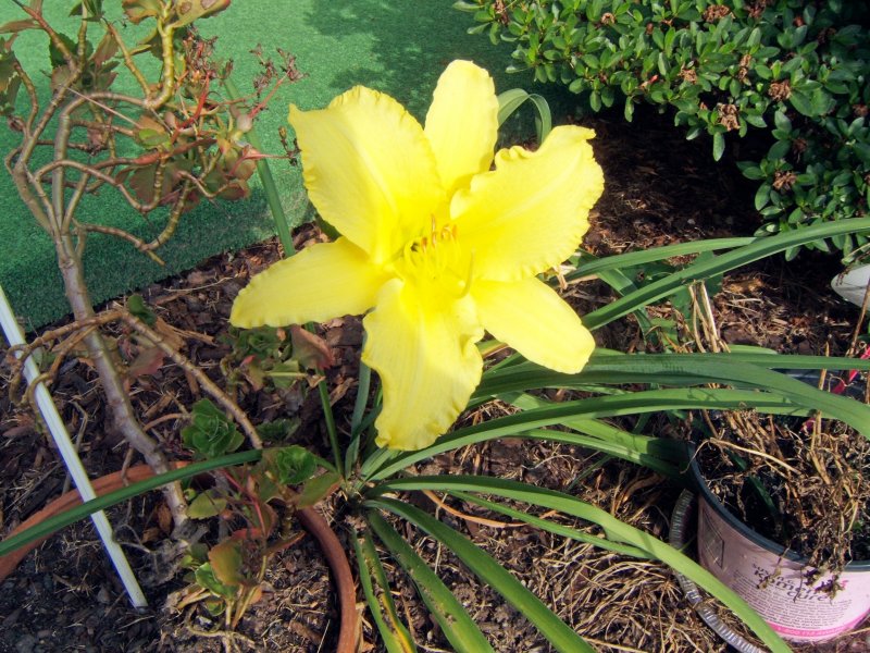 Mary Lees golden welcome