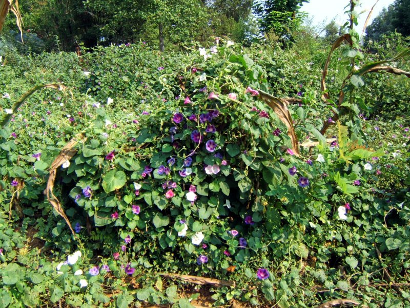 Morning Glories and Corn Stalks