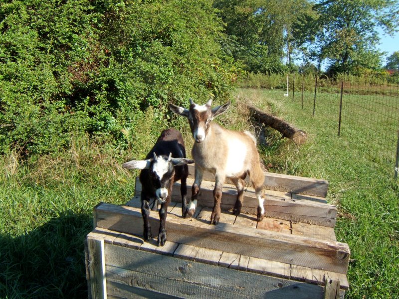 May and Berry of Mayberry