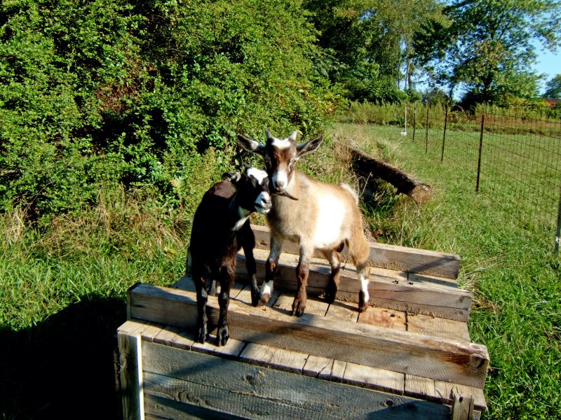  MAY  to  BERRY....here they come