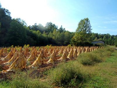  Rows of golden Burley tobacco