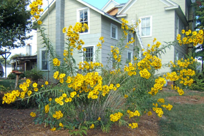 ~~A BEAUTIFUL AUTUMN GOLD WELCOME TO MAYODAN~~