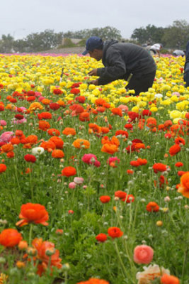 Flower-field0004.jpg