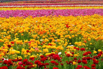 Flower-field0013.jpg