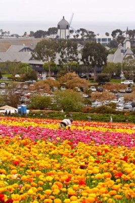 Flower-field0014.jpg