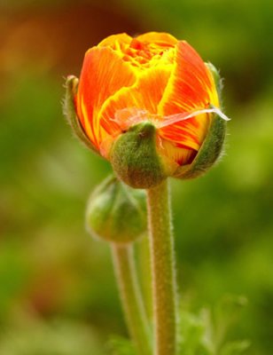 Flower-field0007.jpg