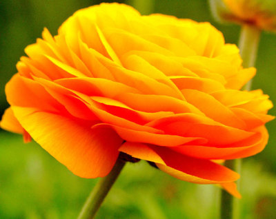Flower-field0008-1.jpg