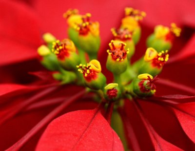 Flower-field0021-1.jpg