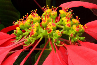 Flower-field0024.jpg