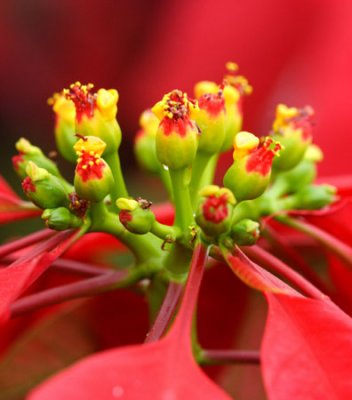 Flower-field0023.jpg