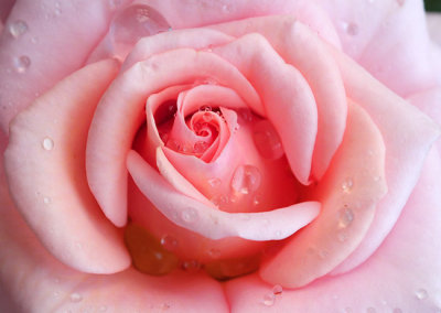 :: Roses ::