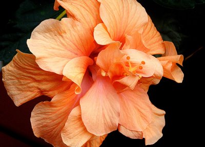 :: One orange hibiscus ::