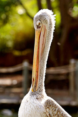  shy pelican