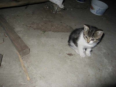 2006-08-31 - Kitties 1
