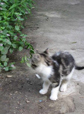 2006-09-03 - Kittens