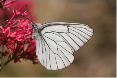 Black Veined White