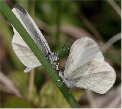 Wood Whites Courting