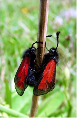Cinnabar Moths