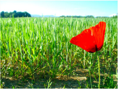 Poppy in the Wheat