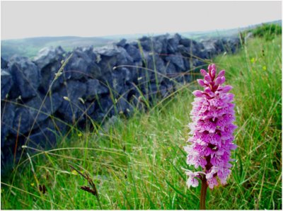 Spotted Orchid (Burren)