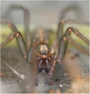 Wolf Spider