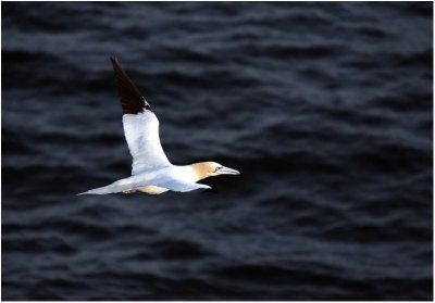 Gannet